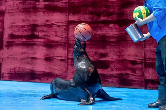 中魚視界海洋王國