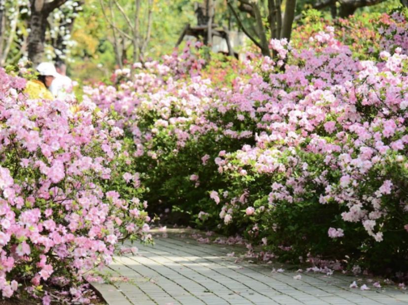 琴亭湖賞杜鵑花
