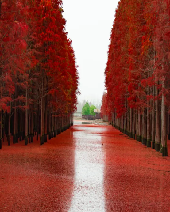 楓紅杏黃‧鄂湘聯遊~武漢、隨州、荊州、岳陽6天賞秋純玩高鐵團 隨州千年銀杏谷、錢沖古銀杏國家森林公園、東湖落雁景區+圍爐煮茶、仙桃夢裡水鄉(包乘畫舫)、文華學院紅楓林、永安包船荊州護城河畫舫夜遊