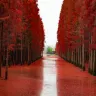 楓紅杏黃‧鄂湘聯遊~武漢、隨州、荊州、岳陽6天賞秋純玩高鐵團 隨州千年銀杏谷、錢沖古銀杏國家森林公園、東湖落雁景區+圍爐煮茶、仙桃夢裡水鄉(包乘畫舫)、文華學院紅楓林、永安包船荊州護城河畫舫夜遊