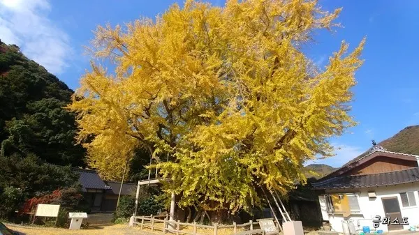 琴之大銀杏