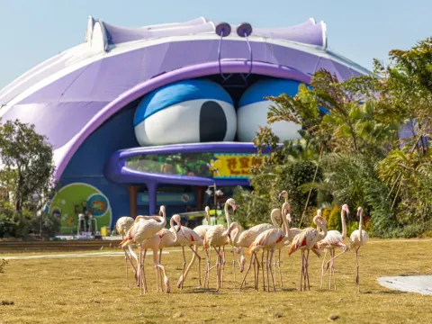 清遠長隆國際旅遊度假區