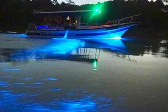 海洋奇觀藍眼淚