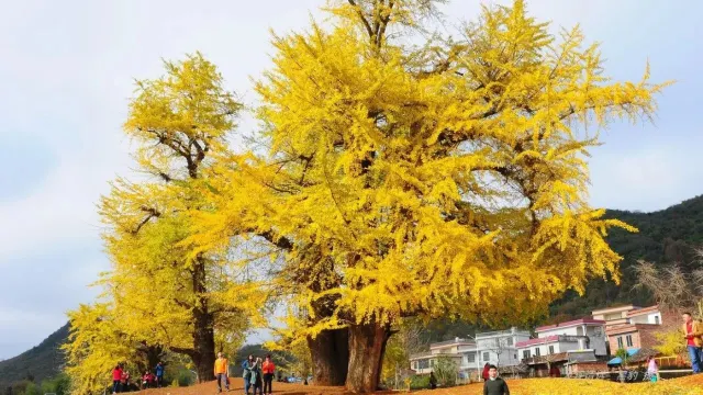 西江千年銀杏村