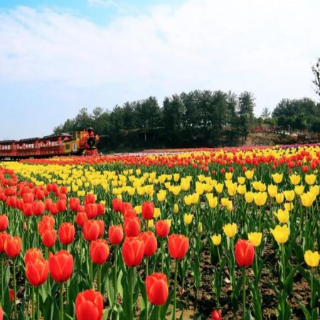 櫻約湖北‧武漢5天純玩高鐵團 東湖櫻花園、武漢大學櫻花大道、王家墩公園賞櫻、木蘭花鄉鬱金香花海、黃鶴樓、漢口里、科幻感懸掛列車~光谷空軌、鬥級營、咸安坊下午茶、豪歎喜庭海鮮任食自助餐