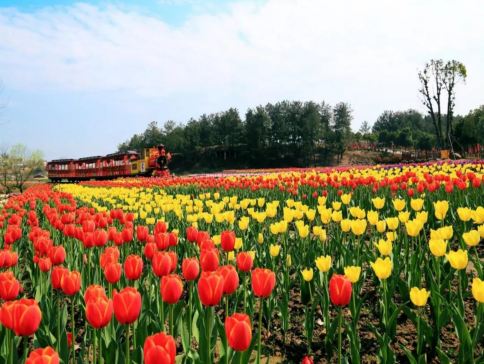 櫻約湖北‧武漢5天純玩高鐵團 東湖櫻花園、武漢大學櫻花大道、王家墩公園賞櫻、木蘭花鄉鬱金香花海、黃鶴樓、漢口里、科幻感懸掛列車~光谷空軌、鬥級營、咸安坊下午茶、豪歎喜庭海鮮任食自助餐