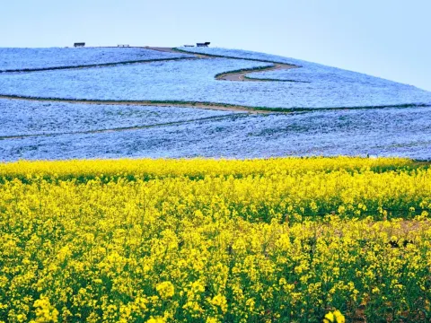 日立海濱公園_粉蝶花及油菜花