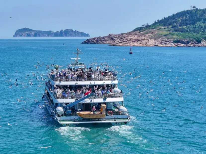 海驢島乘船出海喂海鷗