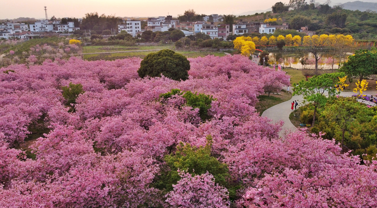 天適櫻花悠樂園