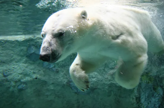 旭山動物園