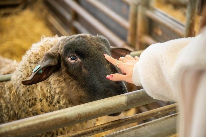 羊與雲の丘~世界綿羊館