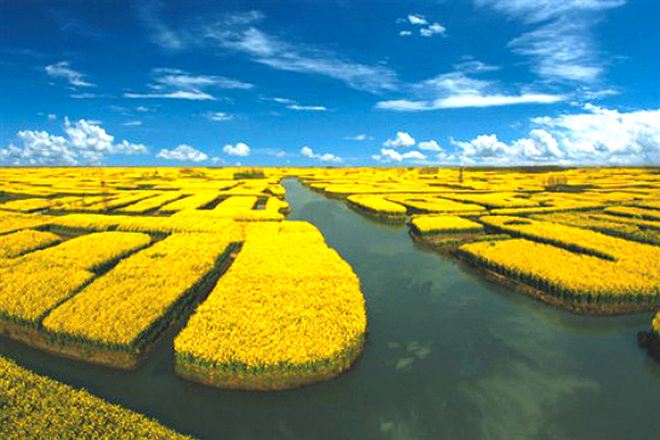 興化千垛油菜花