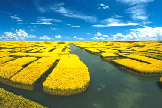 興化千垛油菜花