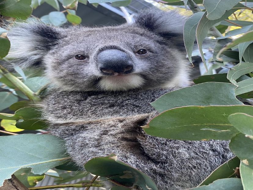 野生動物園 南澳