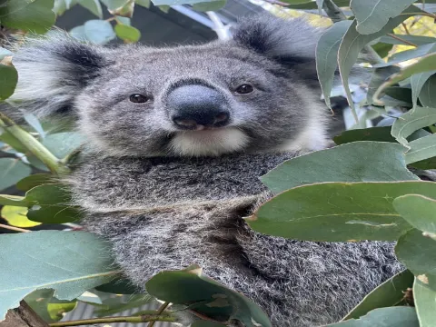 野生動物園 南澳