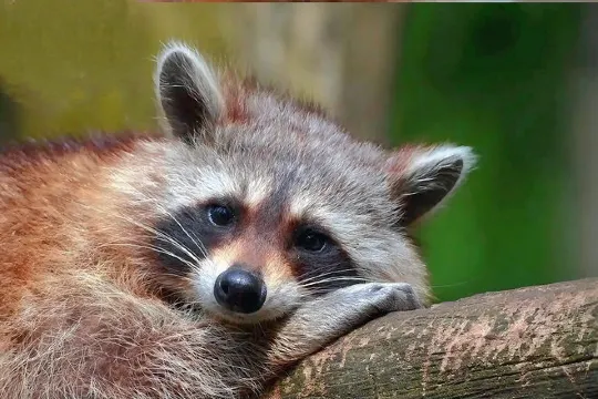 中魚視界海洋王國