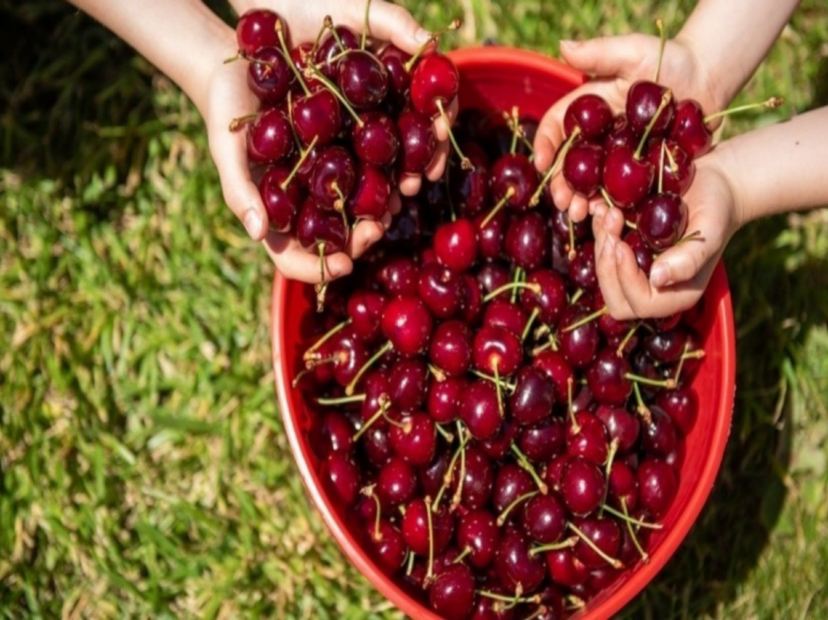 Cherry Hill車厘子果園