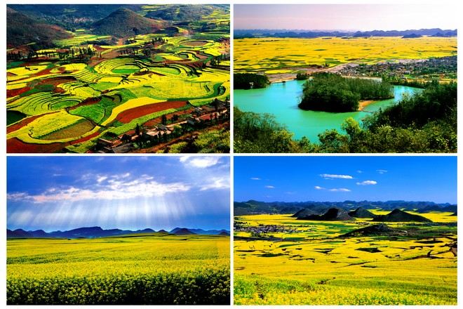 羅平金雞嶺油菜花