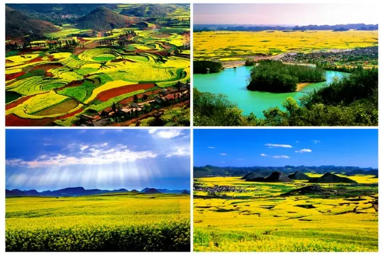 羅平金雞嶺油菜花