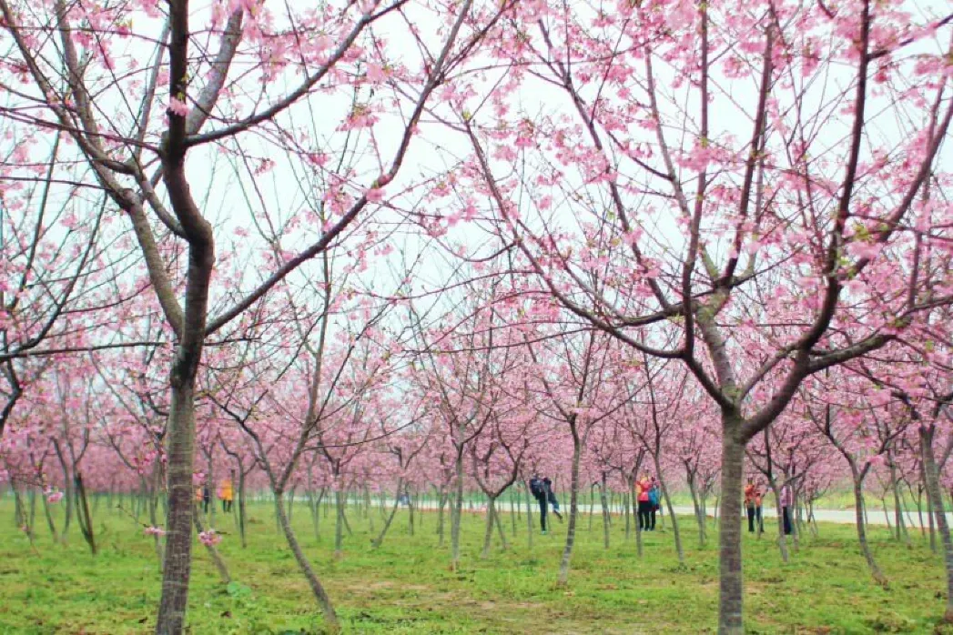 天適櫻花悠樂園