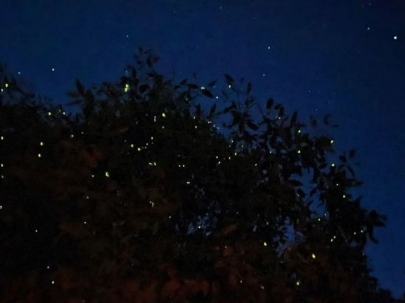 螢火蟲夢幻之旅