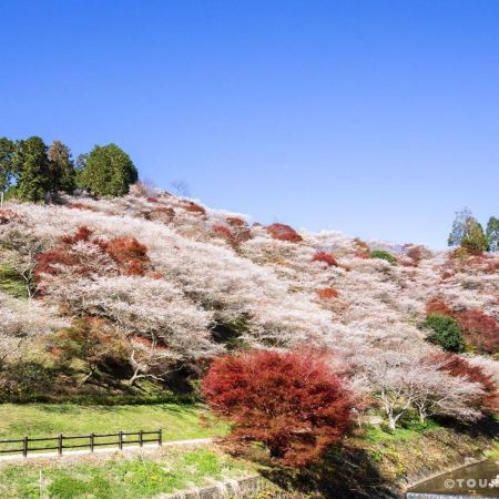 北陸秋意濃 6天美景之旅 賞紅葉名所(「日本三大名園」兼六園、「世界文化遺產」白川鄉合掌村、大矢田神社〜紅葉谷、「國寶名城」犬山城、德川園+名花之里/小原四季櫻)、1晚溫泉酒店