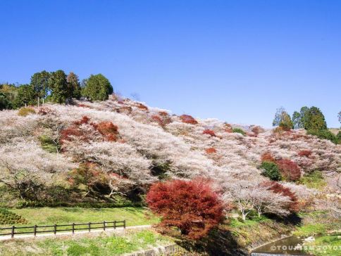 北陸秋意濃 6天美景之旅 賞紅葉名所(「日本三大名園」兼六園、「世界文化遺產」白川鄉合掌村、大矢田神社〜紅葉谷、「國寶名城」犬山城、德川園+名花之里/小原四季櫻)、1晚溫泉酒店