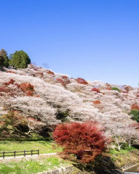 北陸秋意濃 6天美景之旅 賞紅葉名所(「日本三大名園」兼六園、「世界文化遺產」白川鄉合掌村、大矢田神社〜紅葉谷、「國寶名城」犬山城、德川園+名花之里/小原四季櫻)、1晚溫泉酒店