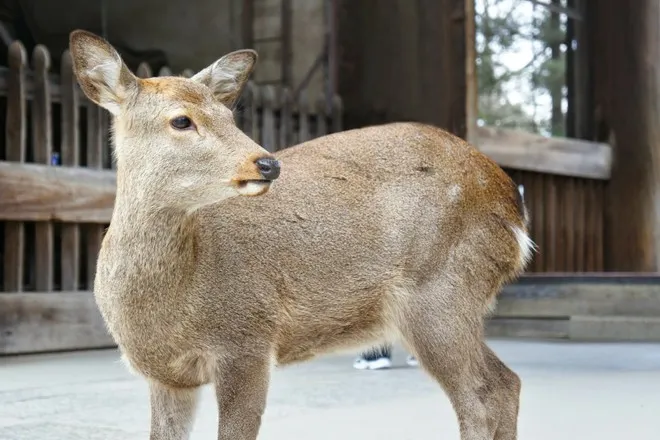 神鹿公園