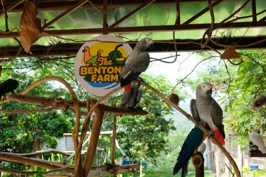 文冬休閒農場 動物