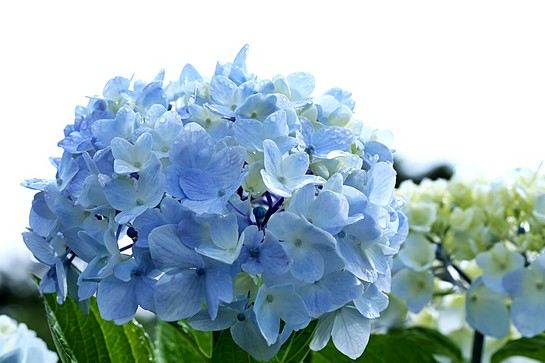 Camelliahill 山茶花之丘