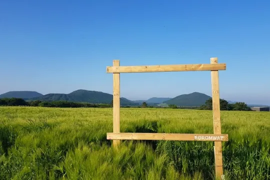 Boromwat四季花田_賞青麥