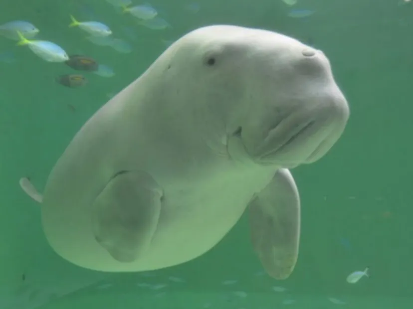鳥羽水族館