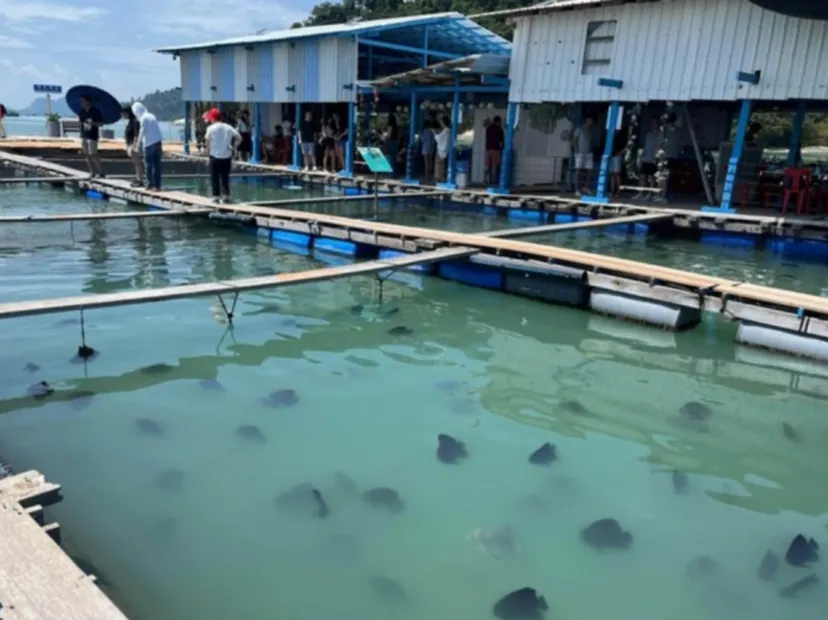探秘魚排養殖