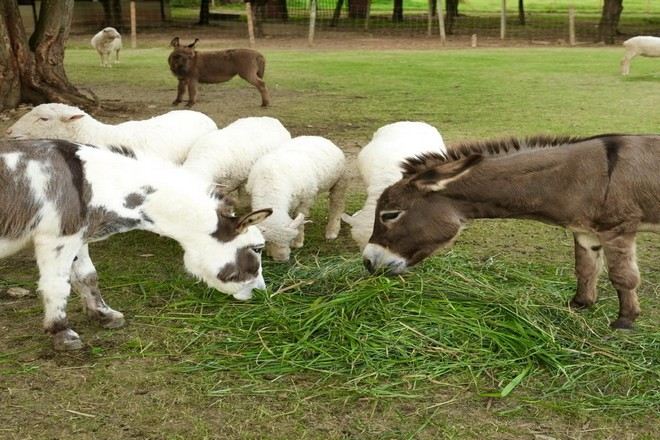 意大利小村莊Primo Piazza 