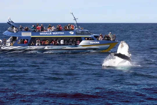 觀鯨之旅