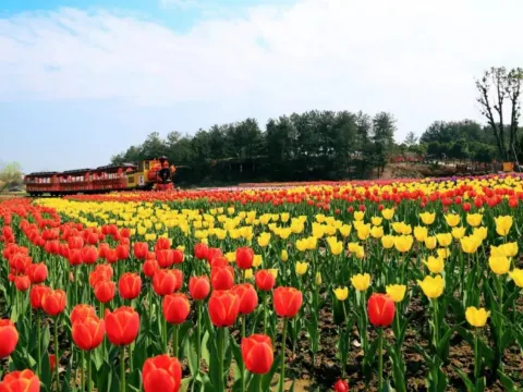 木蘭花鄉鬱金香