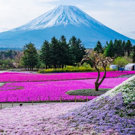 東京、夏の富士山 賞景購物6天之旅 「千葉三大名山」鋸山(包乘登山纜車)、山中湖花之都公園~清流之里、富士合掌村/芝櫻祭/薰衣草祭、富士山五合目、成田山新勝寺