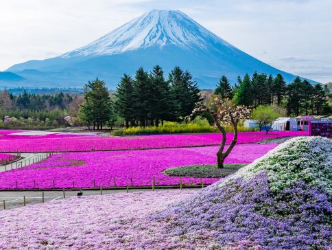 東京、夏の富士山 賞景購物6天之旅 「千葉三大名山」鋸山(包乘登山纜車)、山中湖花之都公園~清流之里、富士合掌村/芝櫻祭/薰衣草祭、富士山五合目、成田山新勝寺