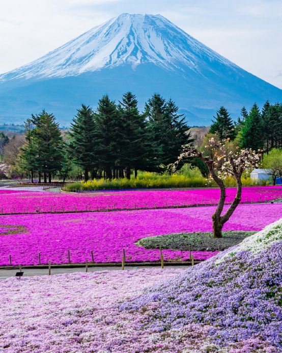 東京、夏の富士山 賞景購物6天之旅 「千葉三大名山」鋸山(包乘登山纜車)、山中湖花之都公園~清流之里、富士合掌村/芝櫻祭/薰衣草祭、富士山五合目、成田山新勝寺