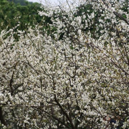 《冬日美景．流溪香雪+溫泉》流溪河國家森林公園(觀賞梅花)保證入住龍門南昆山竹溪山境溫泉酒店(約600呎私家獨溫泉泡池露台客房)+東莞厚街國際大酒店【豐富海鮮自助晚餐】龍門純玩3天團