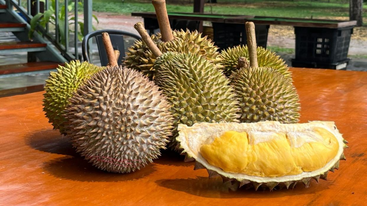 品嚐各種名貴榴槤