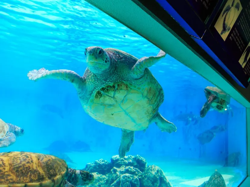 海洋博公園~沖繩美麗海水族館