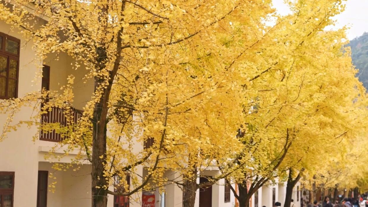 韶關南雄帽子峰銀杏