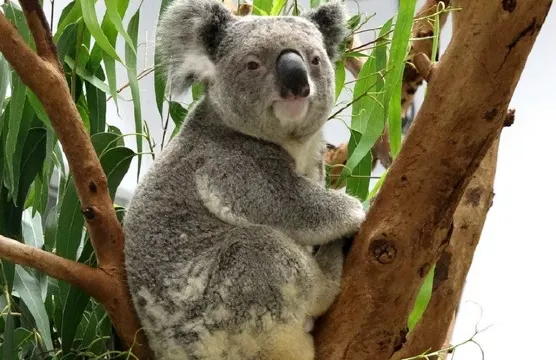 臺北市立動物園