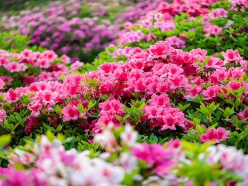 琴亭湖賞杜鵑花