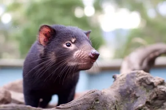 塔斯曼尼亞魔鬼~袋獾