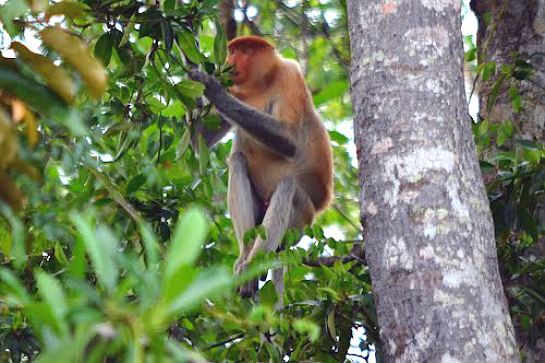 紅樹林長鼻猴之旅
