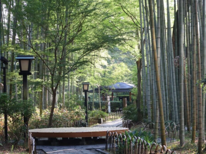 修善寺溫泉區~竹林小徑