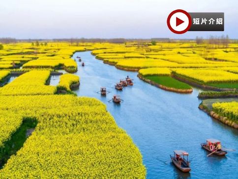 江南(揚州、興化千垛油菜花田、蘇州、上海) 5天團
鳳城河梅園、七里山塘街、東關街、黃浦江外灘、武康大樓、打卡網紅LV巨輪【蘇州保證入住1晚私人度假島嶼上高端豪華Four Seasons四季酒店】